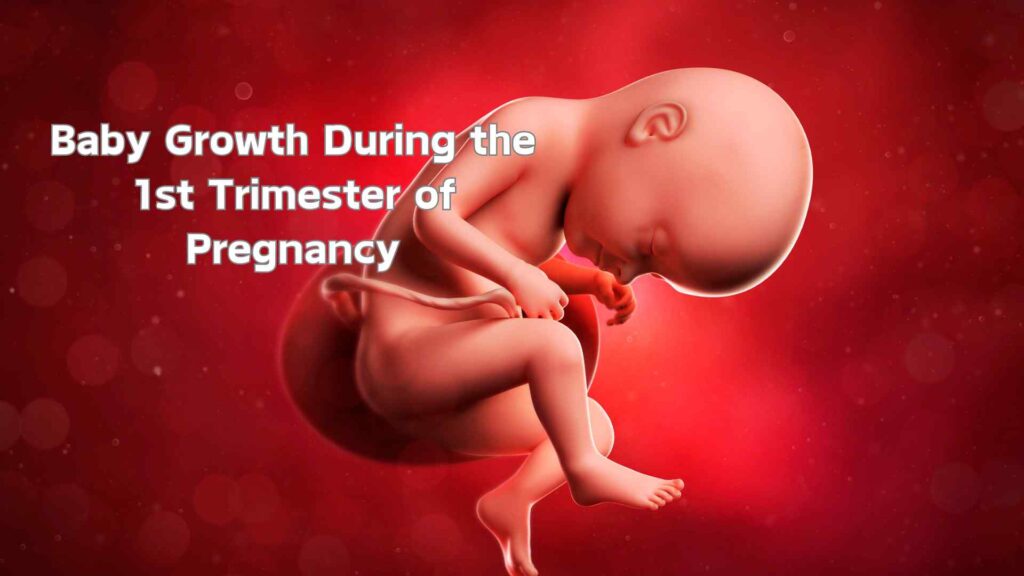 Baby Growth During the 1st Trimester of Pregnancy: From Week 1 to 12