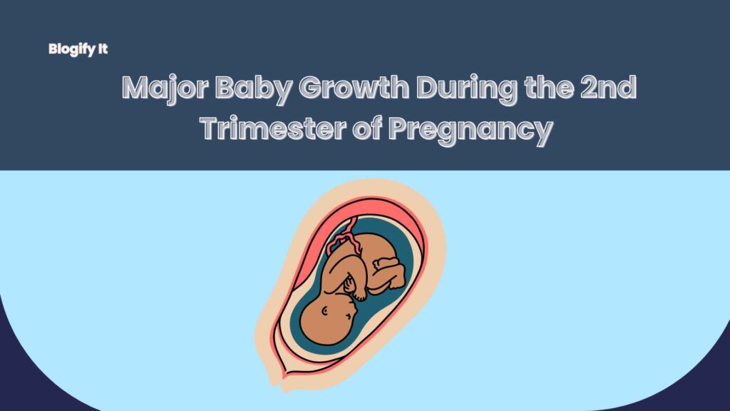 Major Baby Growth During the 2nd Trimester of Pregnancy