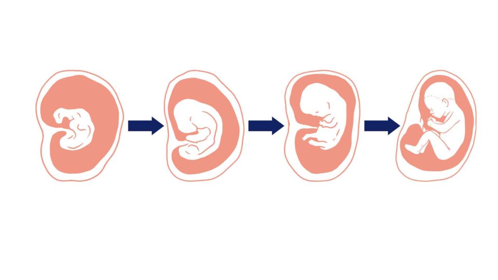 Week-by-Week Baby Development During the 2nd Trimester of Pregnancy 