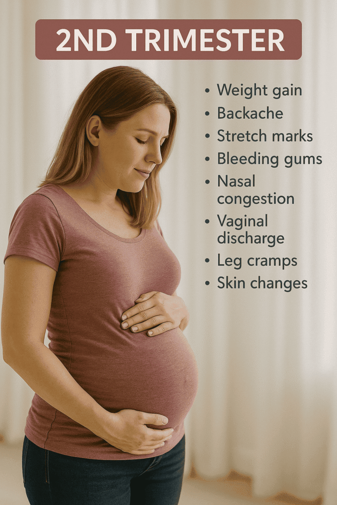 2nd trimester body changes in pregnancy 