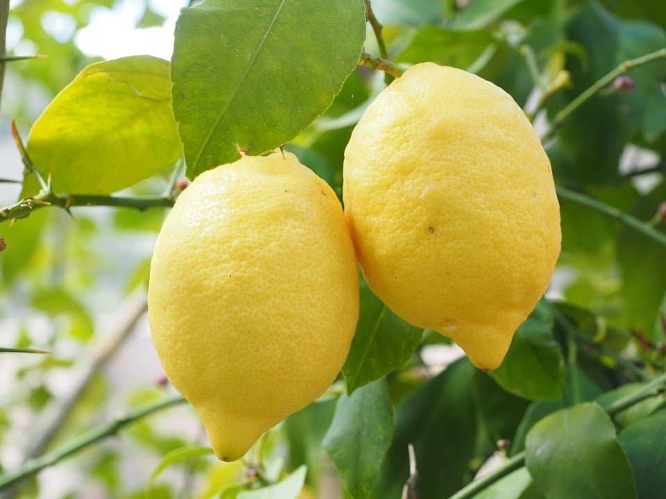 Nimbu- My weird pregnancy journey
